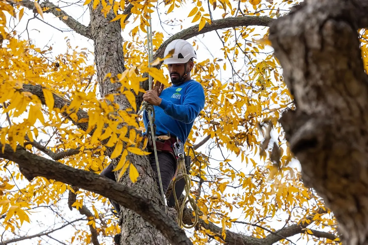 Skilled Tree Planing crew working in Morris Plains